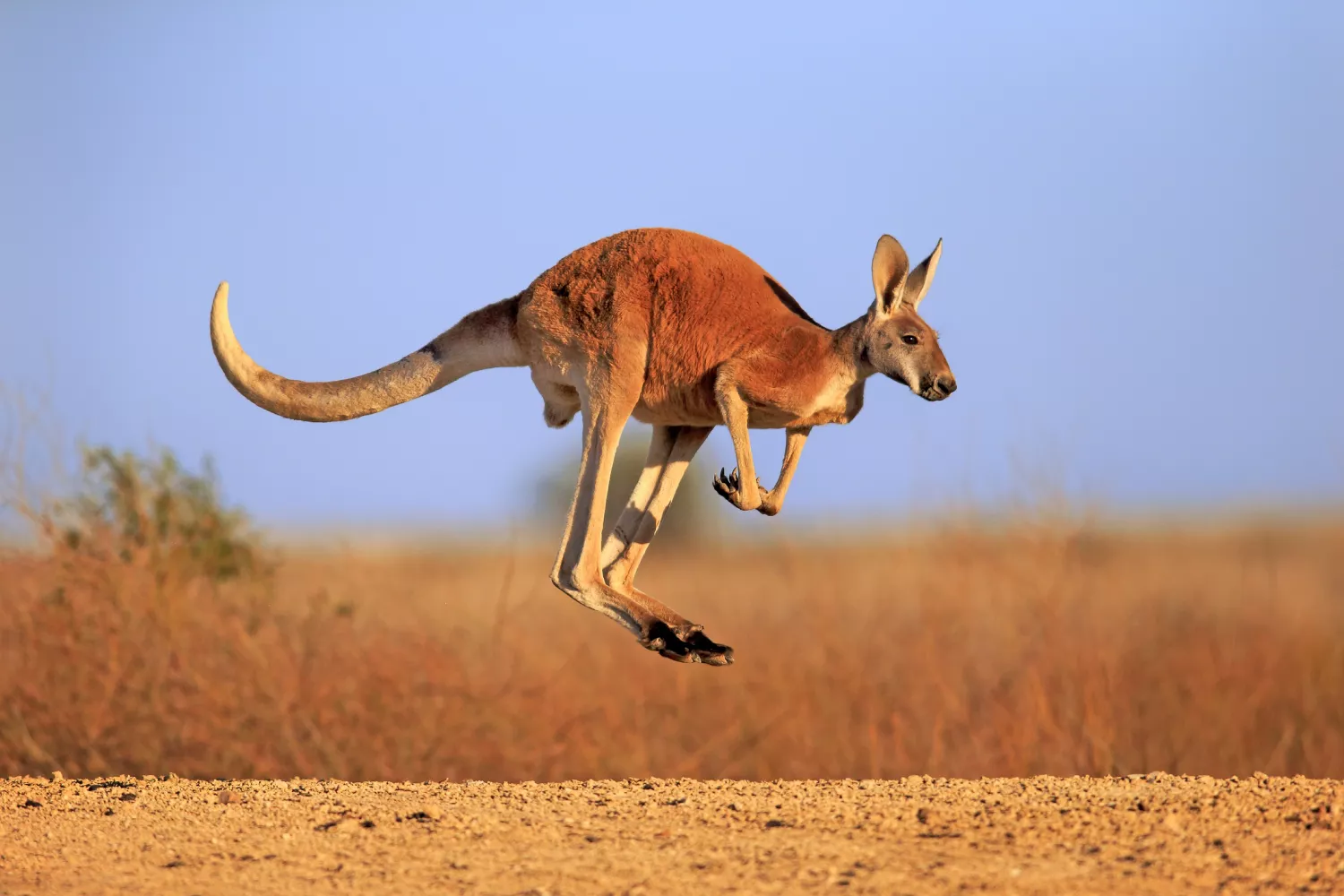 A red kangaroo hopping over the red earth of a plain with dry scrub
