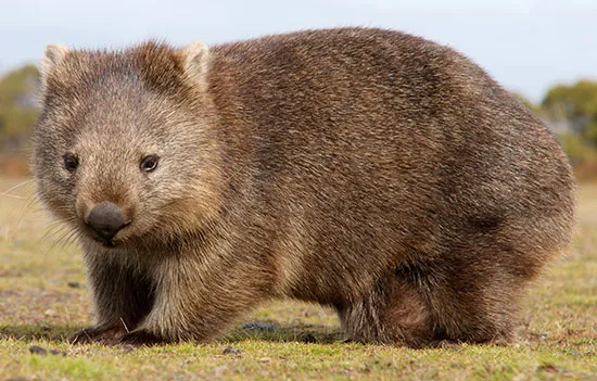 A wombat walking through the grass